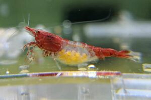 [OSH] red ru Lee shrimp 15 pcs 