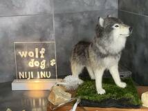 【ＮＩＪＩ　ＩＮＵ】★オオカミ犬★　ウルフドック wolfdog 狼 オリジナル　羊毛フェルト 犬　ハンドメイド　おまけ付き☆　送料無料♪_画像8