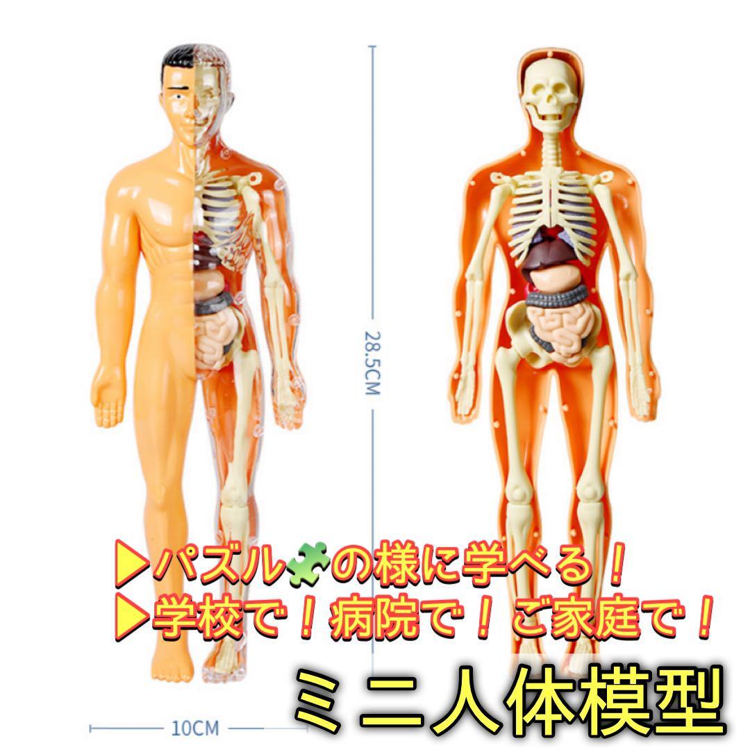 Yahoo!オークション -「人体模型 解剖」の落札相場・落札価格