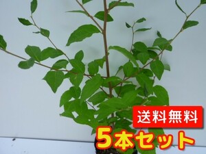エノキ 樹高0.5m前後 10.5cmポット （5本セット）（送料無料） 苗 植木 苗木 庭