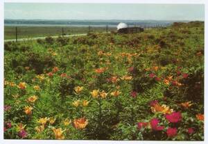 北海道 網走 原生花園 C58形蒸気機関車 鉄道 電車 カラー