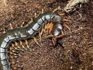 【CH幼体】コイチョウタイガーレッグ/Scolopendra hainanum 1匹　幼体 ムカデ