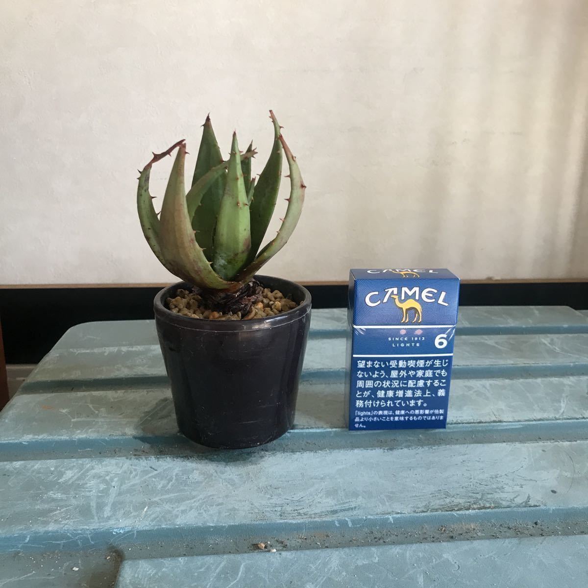 Aloe | iChibaJP - Mua Hộ Hàng Nhật, Đấu Giá Yahoo Auction