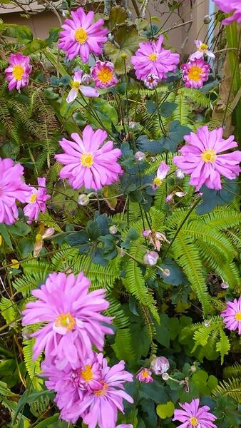 秋明菊 キブネ 茶花