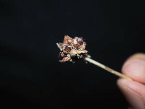 ムカゴ多数! ネギ野生種 Allium scorodoprasum サンドリーキ [山野草，イングリッシュガーデン，球根，原種