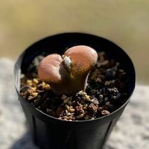 Conophytum friedrichae　コノフィツム　風鈴玉　多肉植物_画像3