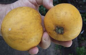 貴重　イエローサポテ　ロス・サポテ　Pouteria sp. ross sapote 苗　熱帯果樹