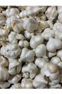  garlic with translation garlic 2 kilo Aomori prefecture production white six one-side garlic domestic production garlic L size 