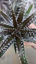 【Dyckia】Tarzan × (Jaws × goeh TC) ディッキア　オリジナル実生_画像2