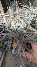 【Dyckia】Sky Walker × goehringii New Form ストロンで増えます　ディッキア　子株　Qdyckia_画像2