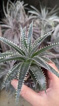 【Dyckia】 ディッキア　(Arizona × Sky Walker) × (Mercury × Arizona)　オリジナル実生_画像3