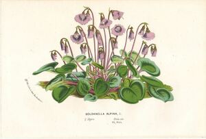 1854年 Van Houtte ヨーロッパの植物 多色石版画 サクラソウ科 イワカガミダマシ属 イワカガミダマシ Soldanella alpina