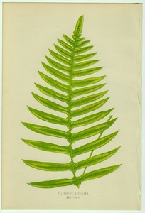 1863年 Lowe シダ類 色刷木版画 ウラボシ科 セルポカウロン属 Polypodium vacillans