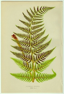 1863年 Lowe シダ類 色刷木版画 オシダ科 イノデ属 Polypodium drepanum