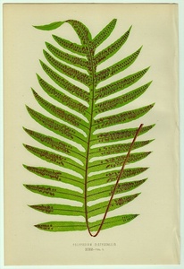 1863年 Lowe シダ類 色刷木版画 ウラボシ科 フレボディウム属 Polypodium dictyocallis