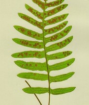 1863年 Lowe シダ類 色刷木版画 ウラボシ科 プレオペルチス属 Polypodium karwinskianum_画像2