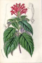 1854年 Van Houtte ヨーロッパの植物 多色石版画 シソ科 タツナミソウ属 Scutellaria hookeri_画像1