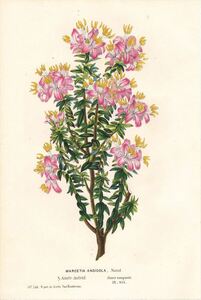 1854年 Van Houtte ヨーロッパの植物 多色石版画 ノボタン科 マルケティア属 Marcetia andicola