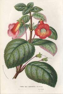 1857年 Van Houtte ヨーロッパの植物 多色石版画 イワタバコ科 コーレリア属 Tydaea eeckhautei