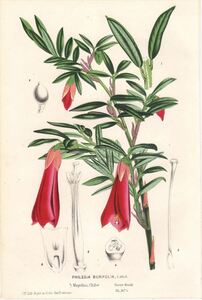1854年 Van Houtte ヨーロッパの植物 多色石版画 フィレシア科 フィレシア属 Philesia buxifolia