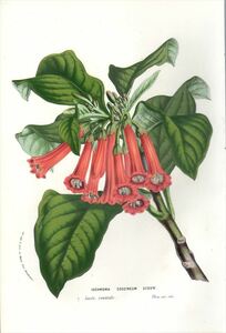 1857年 Van Houtte ヨーロッパの植物 多色石版画 ナス科 イオクロマ属 Iochroma coccineum