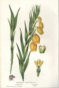 1854年 Van Houtte ヨーロッパの植物 多色石版画 イヌサフラン科 サンダーソニア属 サンダーソニア Sandersonia aurantiaca