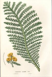 1857年 Van Houtte ヨーロッパの植物 多色石版画 キク科 ヨモギギク属 Tanacetum elegans