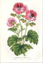 1857年 Van Houtte ヨーロッパの植物 多色石版画 フウロソウ科 テンジクアオイ属 モンテンジクアオイ Pelargonium avenir_画像1