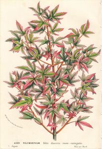 1862年 Van Houtte ヨーロッパの植物 多色石版画 ムクロジ科 カエデ属 イロハモミジ Acer polymorphum
