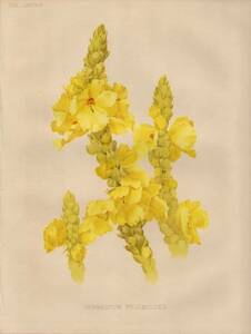 1885年 THE GARDEN 多色石版画~ゴマノハグサ科 モウズイカ VERBASCUM PHLOMOIDES