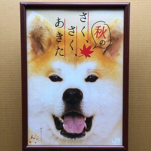 秋田犬 JR東日本 駅事務室用 ポスター 送料込価格 フレーム付属します・・・