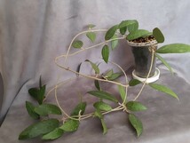 1点限り［希少 大株］ hoya rumphii ホヤ ルンフィ 微斑入り 株分苗 葉脈が美しい つる性植物 観葉植物 プラントハンガー 花を咲かせます_画像4