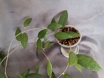 1点限り［希少 大株］ hoya rumphii ホヤ ルンフィ 微斑入り 株分苗 葉脈が美しい つる性植物 観葉植物 プラントハンガー 花を咲かせます_画像2