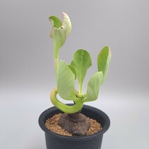 モナデニウム　グロボーサム（Monadenium globosum）_画像4