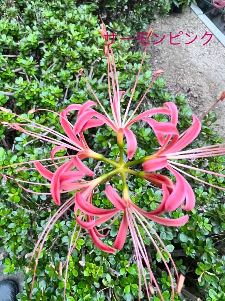 最安価格 リコリス 桃色 1球根 植物/観葉植物 - doctoralvarado.cl
