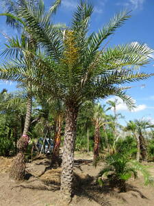  jujube cocos nucifera 