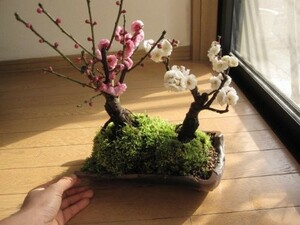 盆栽 観葉植物 人気 紅白梅盆栽寄せ植え 紅梅盆栽 白梅盆栽 二本の梅が 一つの鉢に お祝いの 贈り物に 和の鉢植え盆栽