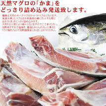 【即決】マグロかま「どっさり1ｋｇ」(1～4個詰め込み) [冷凍] [この出品複数落札は同梱出来ます]メバチキハダまぐろカマBBQバーベキュー_画像2