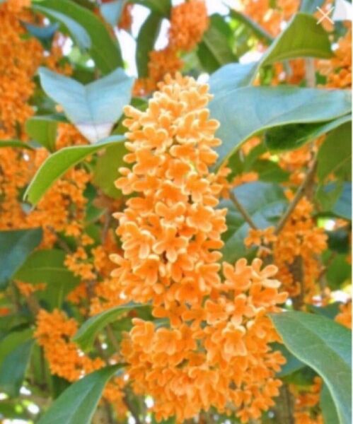 キンモクセイ挿し穂