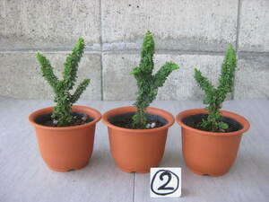 石化ヒノキ　3,5浅ポリポット植えプラ鉢入　　3個　②　　　檜 松柏 小品盆栽 盆栽