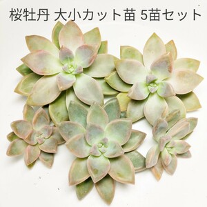 桜牡丹 大小カット 5苗セット 多肉植物 グラプトペタルム 多肉植物寄せ植え