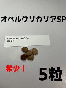 希少【5粒】オペルクリカリア sp 種子