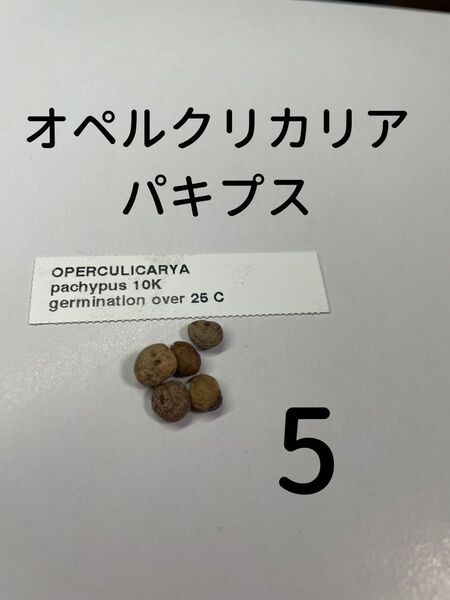【5粒】オペルクリカリアパキプス 種 オペルクリカリア パキプス