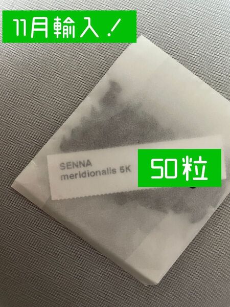 【50粒】センナ メリディオナリス 種子