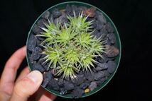 Deuterocohnia brevifolia ssp.chlorantha デウテロコニア ブロメリア Dyckia 好きな方にも_画像2