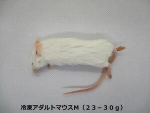 冷凍アダルトマウスM(23-30g）10匹　セット