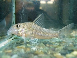 * free shipping * Corydoras white Victoria ①