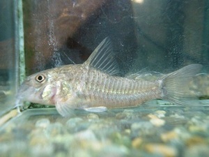 * free shipping * Corydoras white Victoria ②