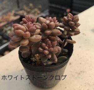 多肉植物 ☆ホワイトストーンクロプ☆カット苗☆5カット