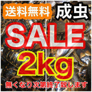 【SALE】☆送料無料☆【デュビア】成虫2kg(雄雌ランダム)+死着保証1割《匹数(量)は説明欄を御参考下さい》な